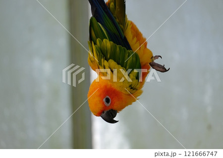 飛翔するコガネメキシコインコ 121666747