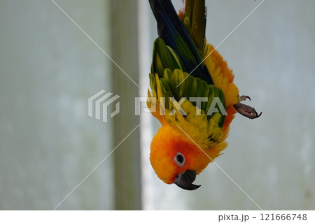 飛翔するコガネメキシコインコ 飛翔するコガネメキシコインコ 121666748