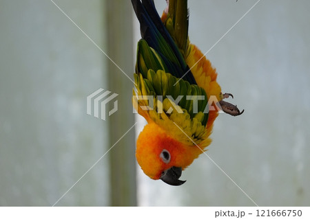 飛翔するコガネメキシコインコ 飛翔するコガネメキシコインコ 121666750