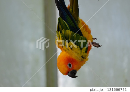 飛翔するコガネメキシコインコ 121666751