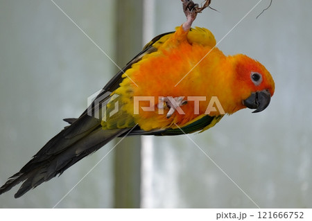 飛翔するコガネメキシコインコ 121666752
