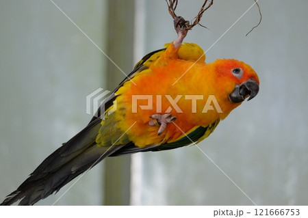 飛翔するコガネメキシコインコ 飛翔するコガネメキシコインコ 121666753