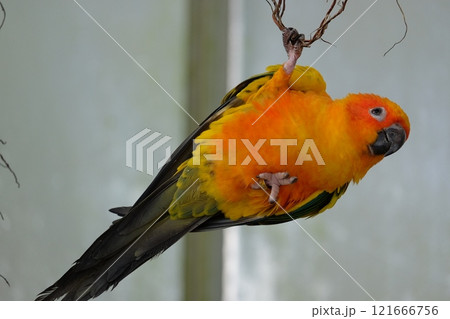 飛翔するコガネメキシコインコ 121666756