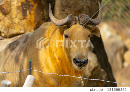 ゴールデンターキンの写真 ゴールデンターキンの写真 121666822