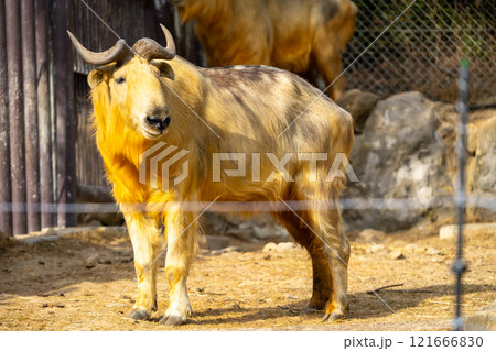 ゴールデンターキンの写真 ゴールデンターキンの写真 121666830