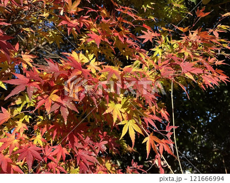 真っ赤な紅葉 121666994