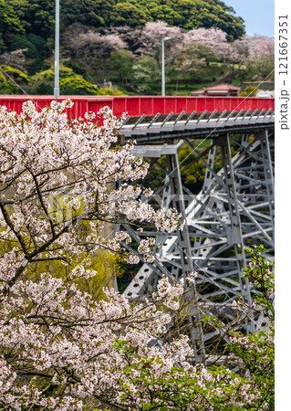 西海橋の桜【長崎県西海市佐世保市】 121667351