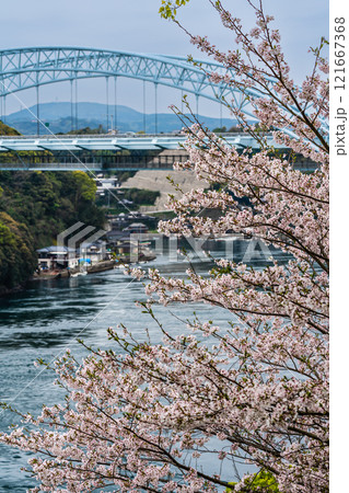 西海橋の桜【長崎県西海市佐世保市】 西海橋の桜【長崎県西海市佐世保市】 121667368