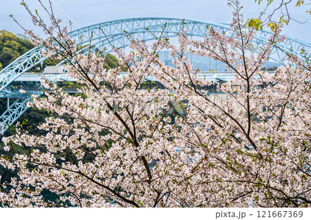 西海橋の桜【長崎県西海市佐世保市】 121667369