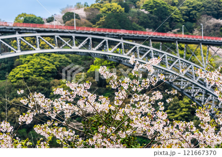 西海橋の桜【長崎県西海市佐世保市】 西海橋の桜【長崎県西海市佐世保市】 121667370