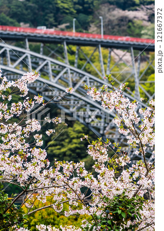 西海橋の桜【長崎県西海市佐世保市】 121667372