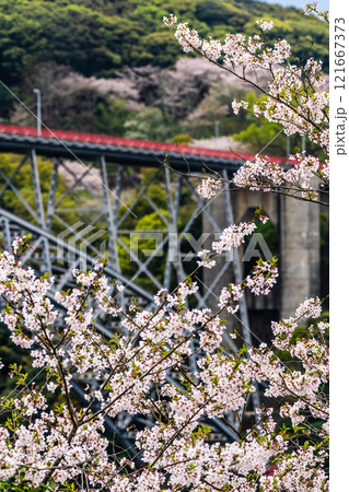 西海橋の桜【長崎県西海市佐世保市】 121667373
