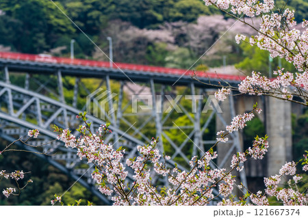 西海橋の桜【長崎県西海市佐世保市】 121667374