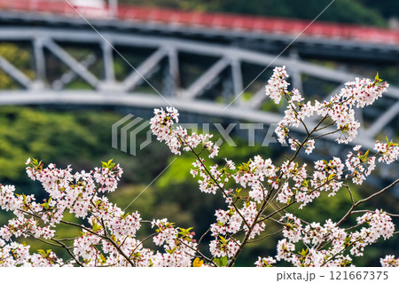 西海橋の桜【長崎県西海市佐世保市】 121667375