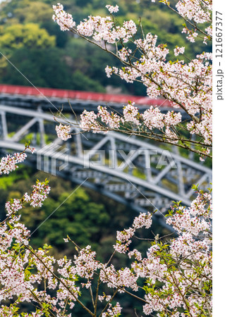 西海橋の桜【長崎県西海市佐世保市】 121667377