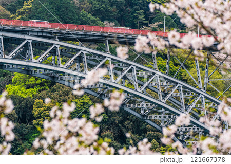 西海橋の桜【長崎県西海市佐世保市】 121667378