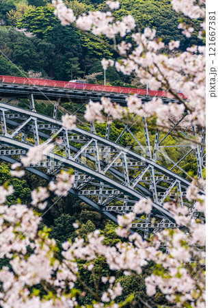 西海橋の桜【長崎県西海市佐世保市】 121667381