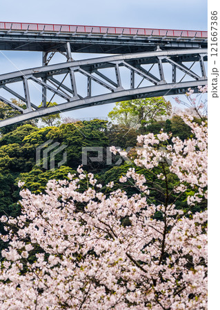 西海橋の桜【長崎県西海市佐世保市】 121667386