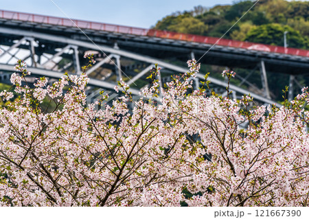 西海橋の桜【長崎県西海市佐世保市】 121667390
