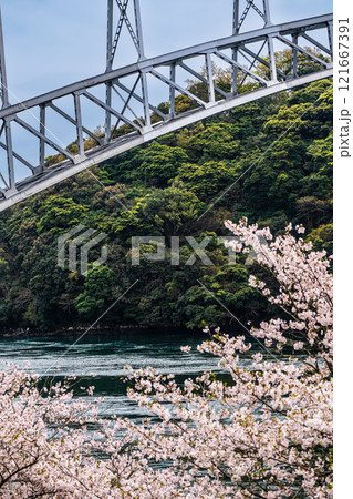 西海橋の桜【長崎県西海市佐世保市】 121667391