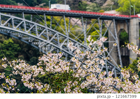 西海橋の桜【長崎県西海市佐世保市】 121667399