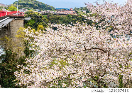 西海橋の桜【長崎県西海市佐世保市】 西海橋の桜【長崎県西海市佐世保市】 121667418