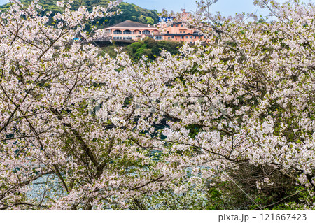 西海橋の桜【長崎県西海市佐世保市】 西海橋の桜【長崎県西海市佐世保市】 121667423