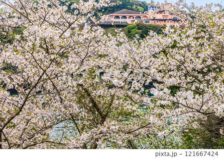 西海橋の桜【長崎県西海市佐世保市】 西海橋の桜【長崎県西海市佐世保市】 121667424