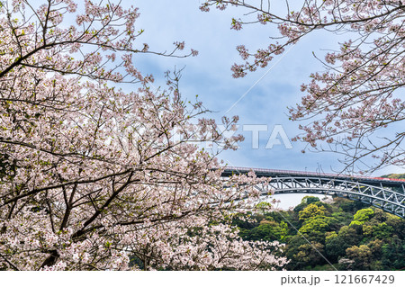 西海橋の桜【長崎県西海市佐世保市】 121667429