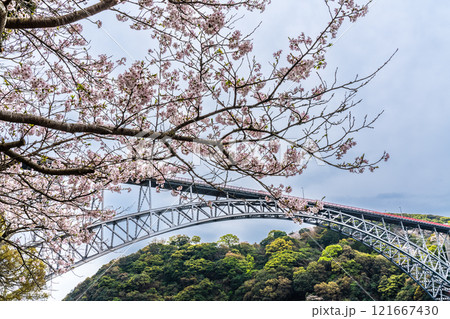 西海橋の桜【長崎県西海市佐世保市】 121667430