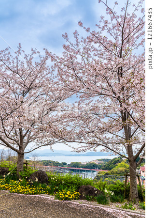 西海橋の桜【長崎県西海市佐世保市】 121667435