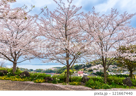 西海橋の桜【長崎県西海市佐世保市】 西海橋の桜【長崎県西海市佐世保市】 121667440