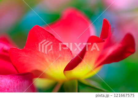 薔薇の花 薔薇の花 121667575