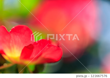 薔薇の花 121667576