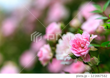 薔薇の花 薔薇の花 121667582