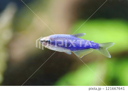 Beautiful blue royal tetra in aquarium Beautiful blue royal tetra in aquarium 121667641