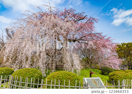 京都府円山公園　満開のしだれ桜　 121668353