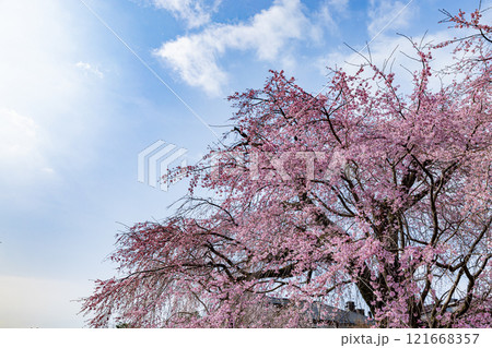 京都府円山公園 満開のしだれ桜 京都府円山公園 満開のしだれ桜 121668357