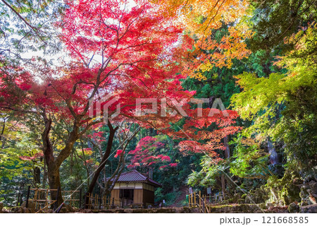 聖宝寺　血のもみじ　庭園　鳴谷山聖宝寺　紅葉の名所　いなべ市　三重県 121668585