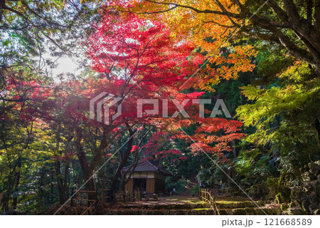 聖宝寺　血のもみじ　庭園　鳴谷山聖宝寺　紅葉の名所　いなべ市　三重県 121668589