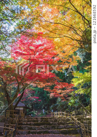聖宝寺　血のもみじ　庭園　鳴谷山聖宝寺　紅葉の名所　いなべ市　三重県 121668592