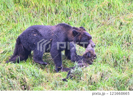 北海道知床半島で母熊にじゃれる子熊 121668665