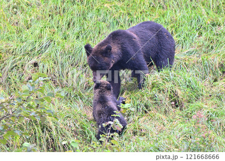 北海道知床半島で母熊にじゃれる子熊 北海道知床半島で母熊にじゃれる子熊 121668666