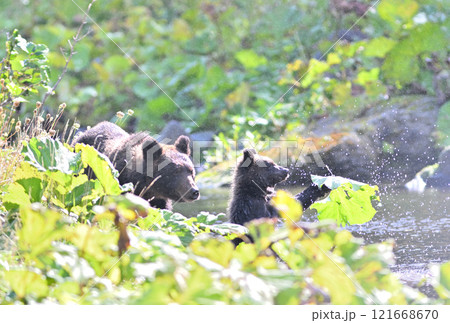 北海道知床半島の渓流でフキの葉で遊ぶ子熊と見守る母熊 北海道知床半島の渓流でフキの葉で遊ぶ子熊と見守る母熊 121668670