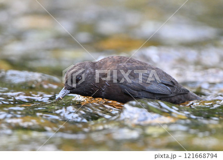 知床半島の渓流で餌を探すカワガラス 知床半島の渓流で餌を探すカワガラス 121668794