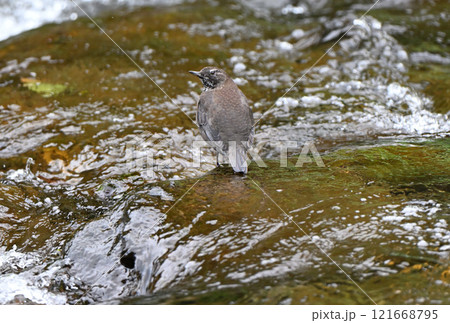 知床半島の渓流で餌を探すカワガラス 知床半島の渓流で餌を探すカワガラス 121668795