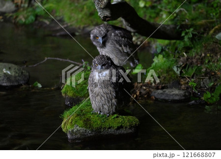 北海道羅臼の渓流の川岸で魚を探すシマフクロウの親子 121668807