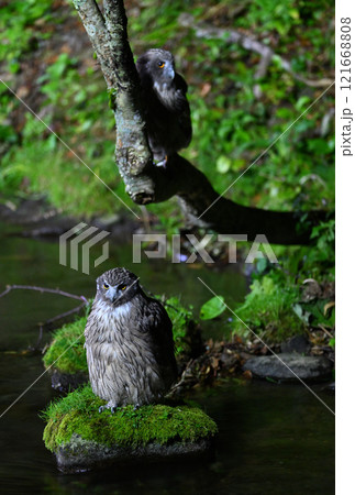 北海道羅臼の渓流の川岸で魚を探すシマフクロウの親子 北海道羅臼の渓流の川岸で魚を探すシマフクロウの親子 121668808