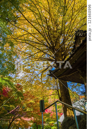 聖宝寺　鐘楼 　いちょうの木　鳴谷山聖宝寺　紅葉の名所　いなべ市　三重県 121668996