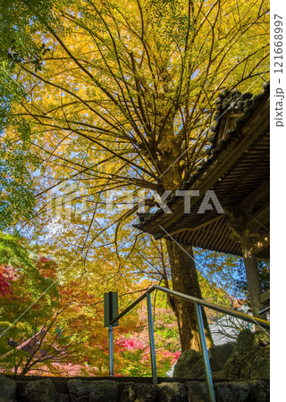 聖宝寺　鐘楼 　いちょうの木　鳴谷山聖宝寺　紅葉の名所　いなべ市　三重県 121668997